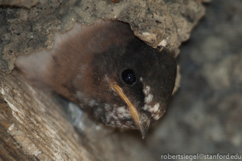 nested swallow